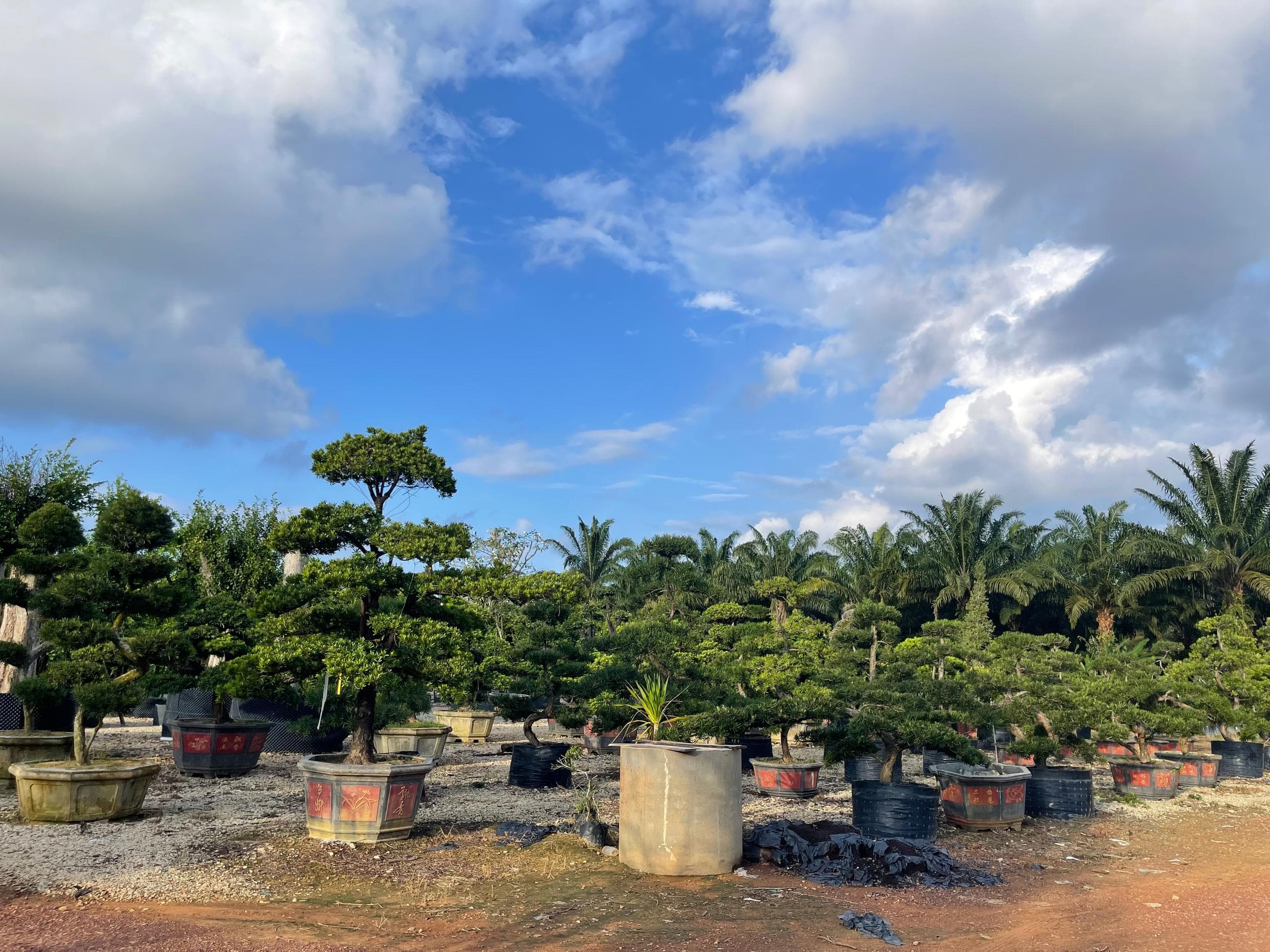 Bonsai nursery in Malaysia